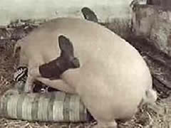 Rare video of sex with a pig